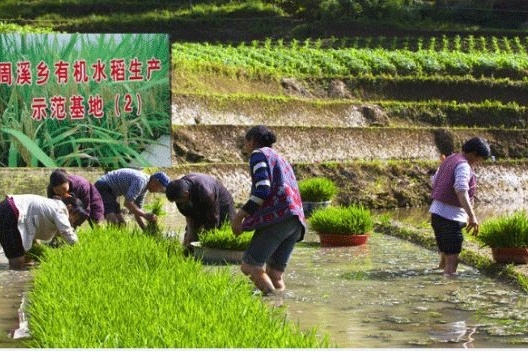 周溪水稻示范基地用上国产草莓视频在线播放免费观看【图片案例】