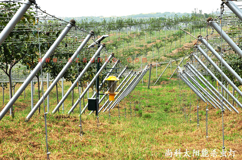 江苏南京猕猴桃果园用国产草莓视频在线播放免费观看效果怎么样