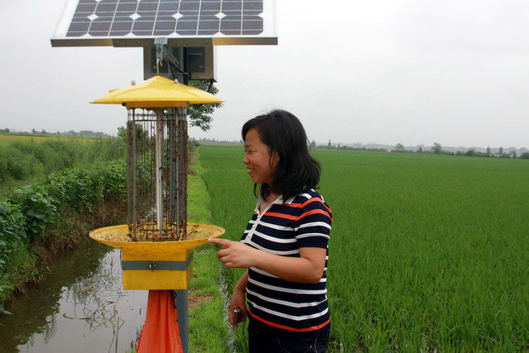 浙江水稻种植农场使用国产草莓视频在线播放免费观看效果